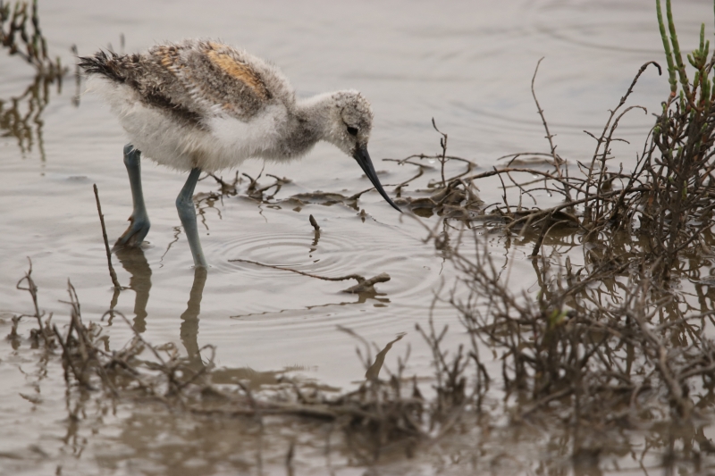 Photo Oiseaux avocette elegante  ( juvénile )
