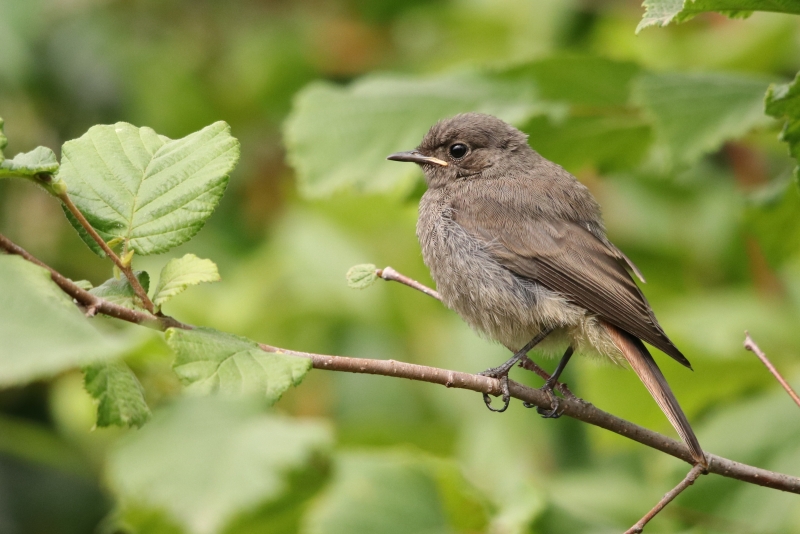 Photo Oiseaux rouge queue noir
