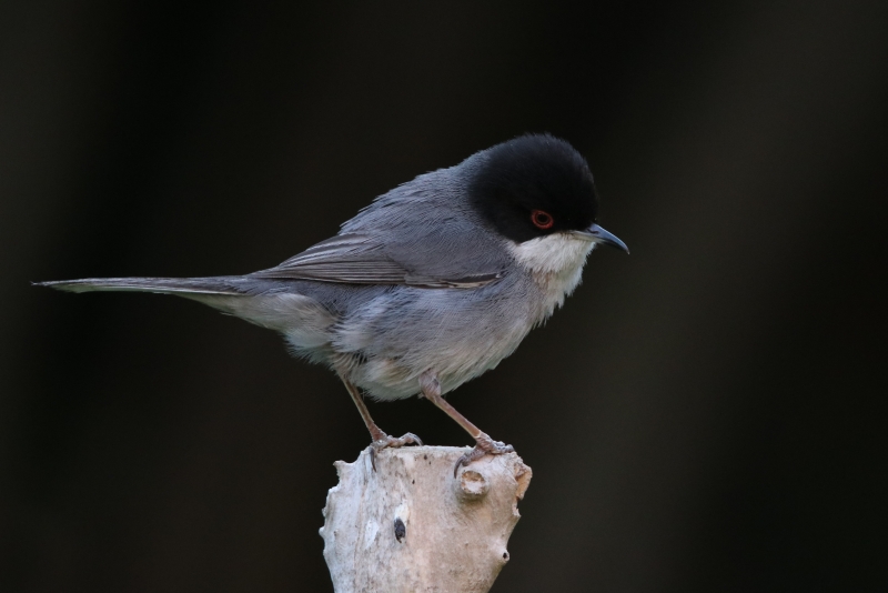 Photo Oiseaux fauvette mélanocéphale ( mâle )