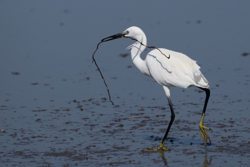 Photo Oiseaux Aigrette garzette