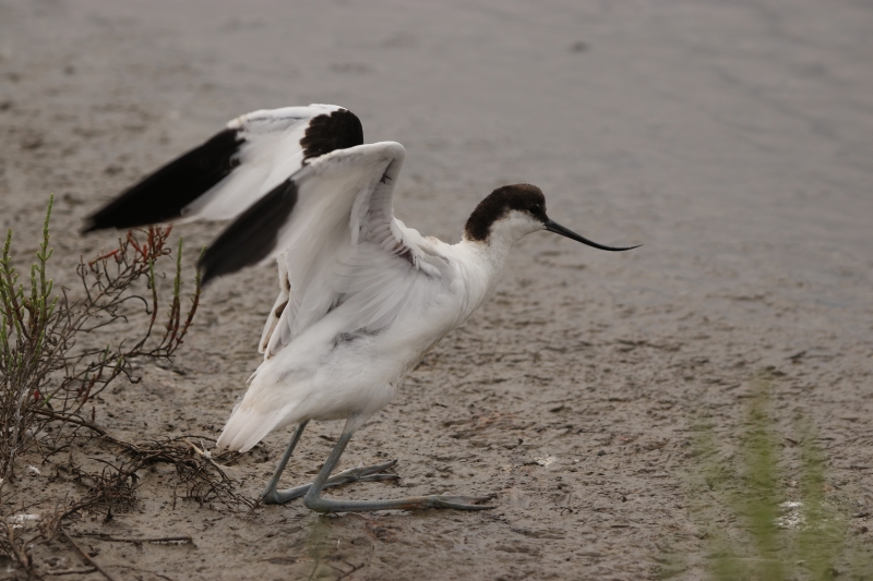 Photo Oiseaux avocette elegante  ( juvénile )