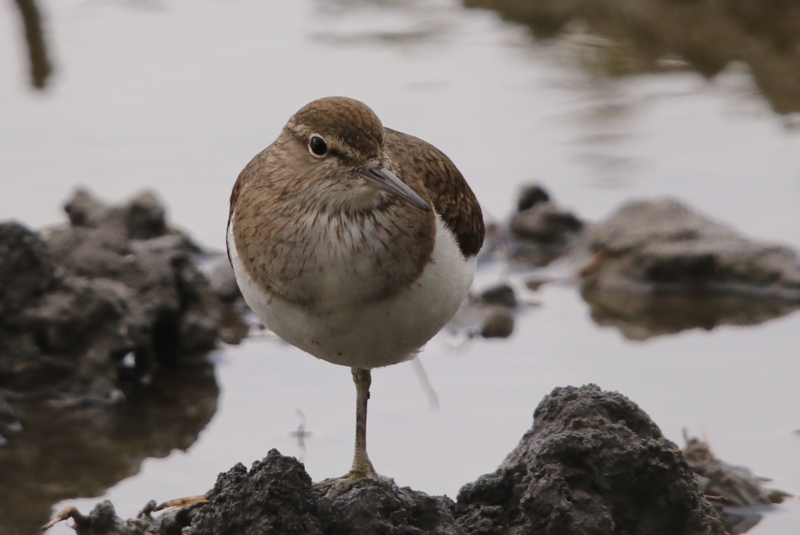 Photo Oiseaux Chevalier Guignette
