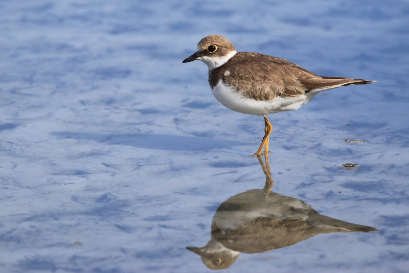 Photo Oiseaux petit gravelot