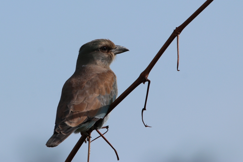 Photo Oiseaux rollier d'europe