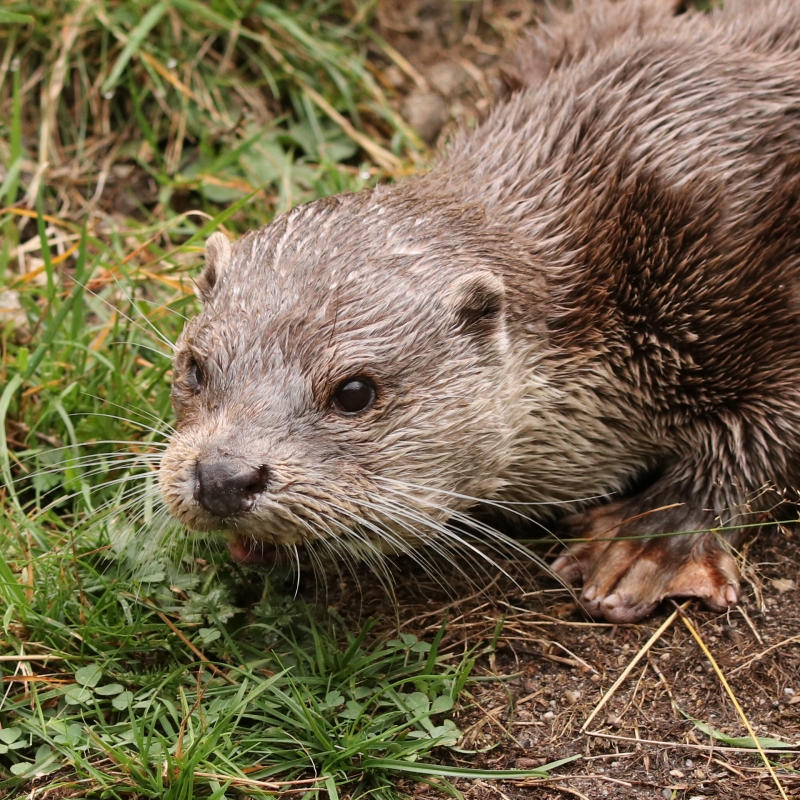 Photo Mammifères loutre d'europe