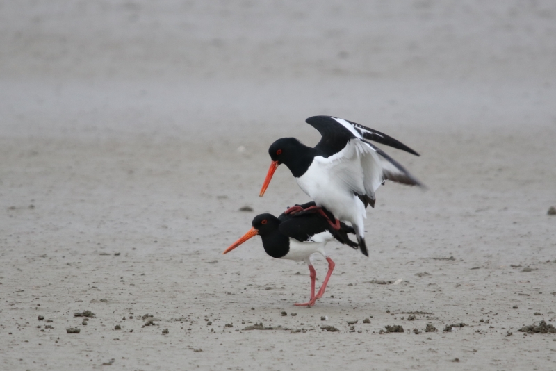 Photo Oiseaux hutrier pie ( en plein accouplement )