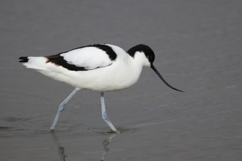 Photo Oiseaux avocette elegante