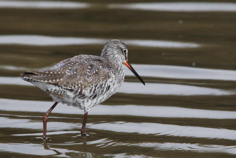 Photo Oiseaux Chevalier arlequin
