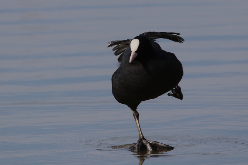 Photo Oiseaux Foulque macroule