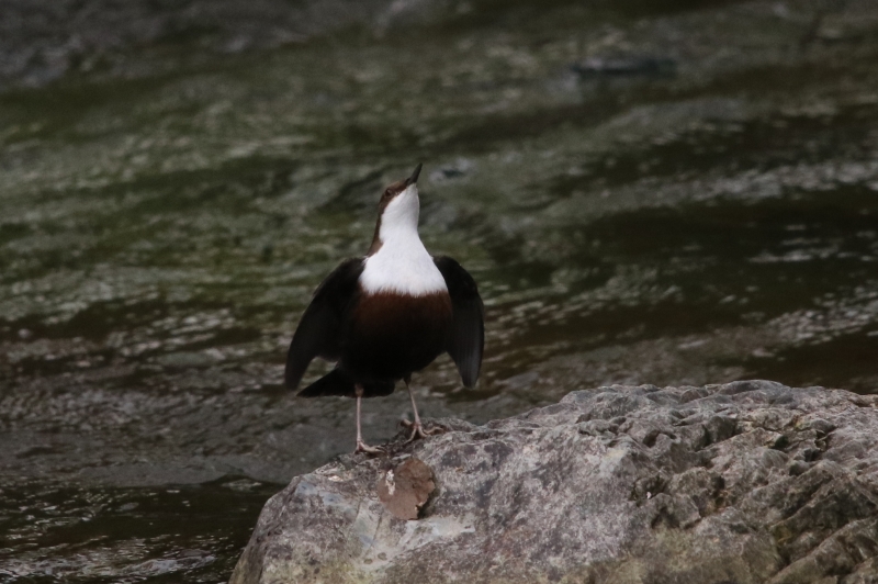 Photo Oiseaux cincle plongeur