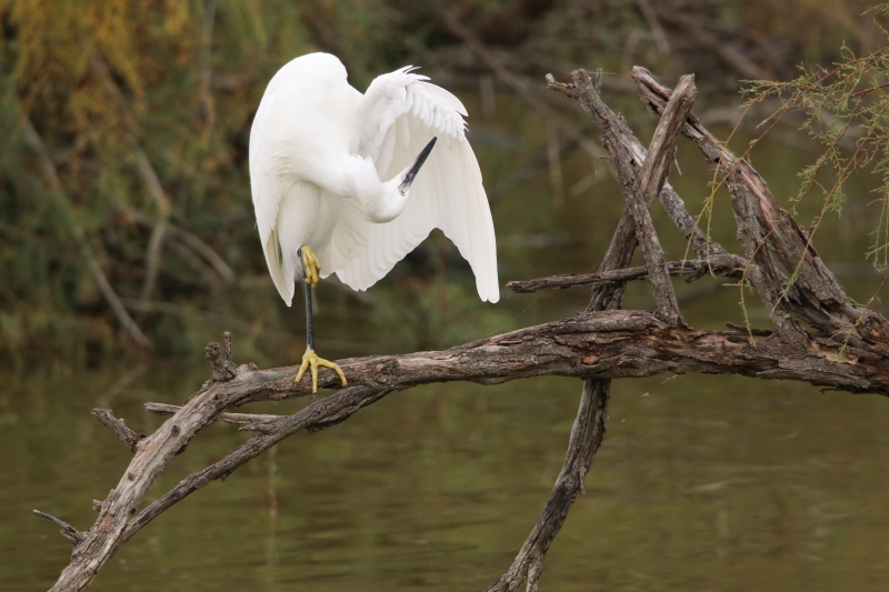 Photo Oiseaux Aigrette garzette