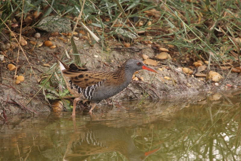 Photo Oiseaux Râle d'eau