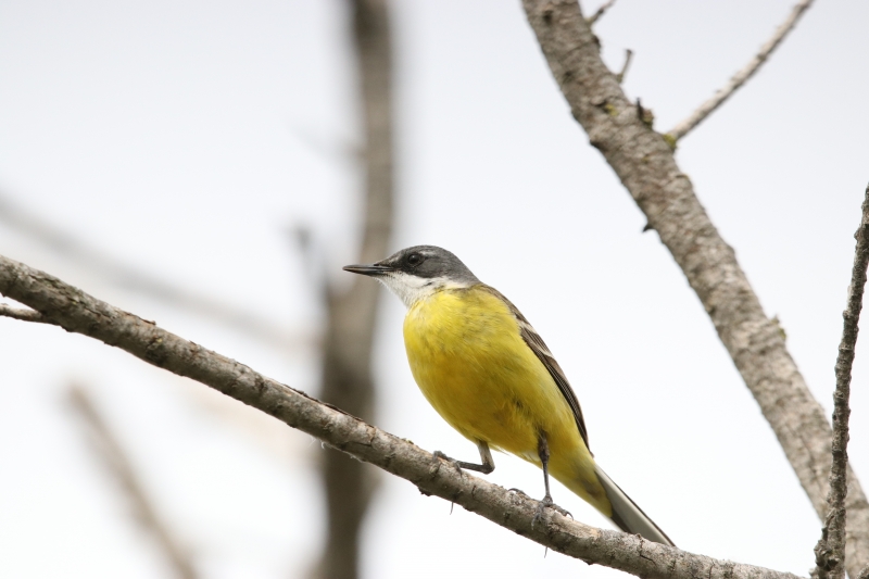 Photo Oiseaux Bergeronette printanière (Motacilla flava)