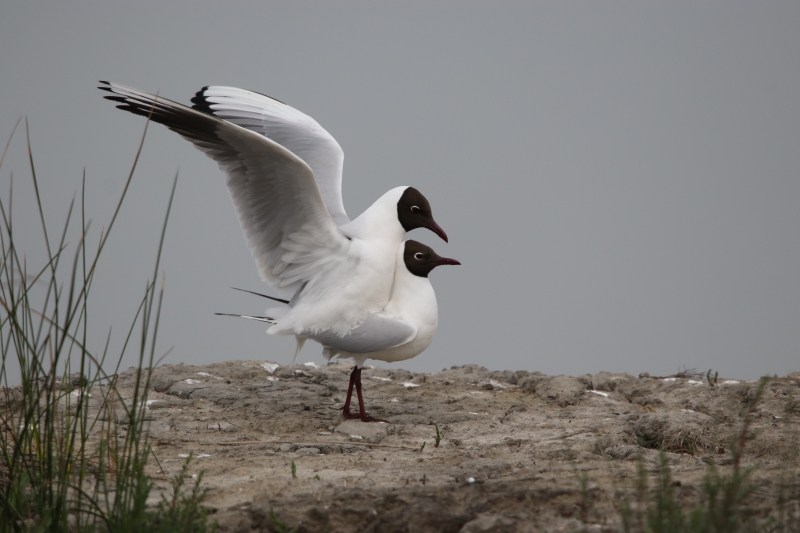 Photo Oiseaux mouette rieuses...ha! les joies du printemps