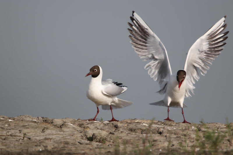 Photo Oiseaux Mouette rieuse