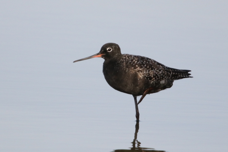 Photo Oiseaux Chevalier arlequin