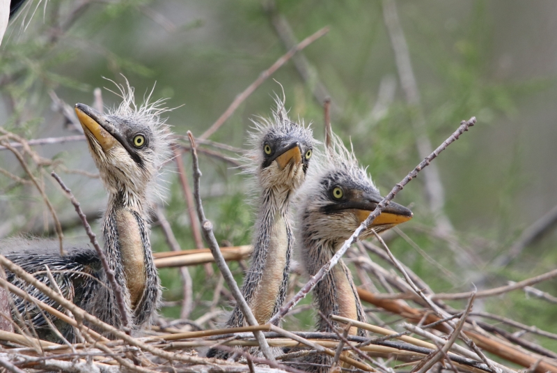 Photo Oiseaux héron cendré...les trois frêres !