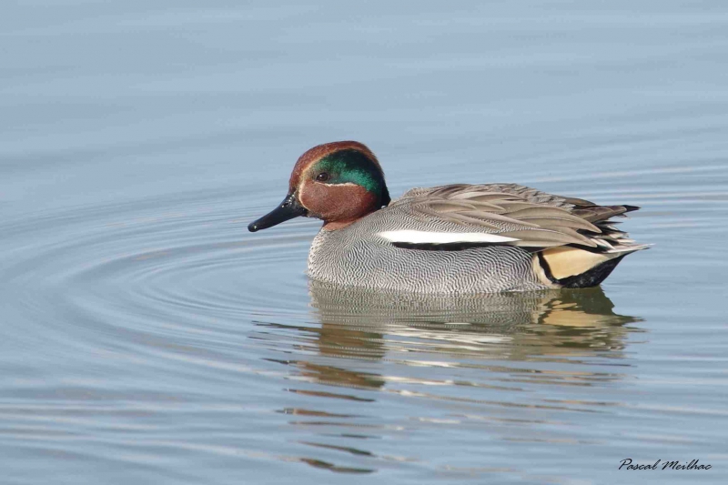 Photo Oiseaux sarcelle d'hiver mâle