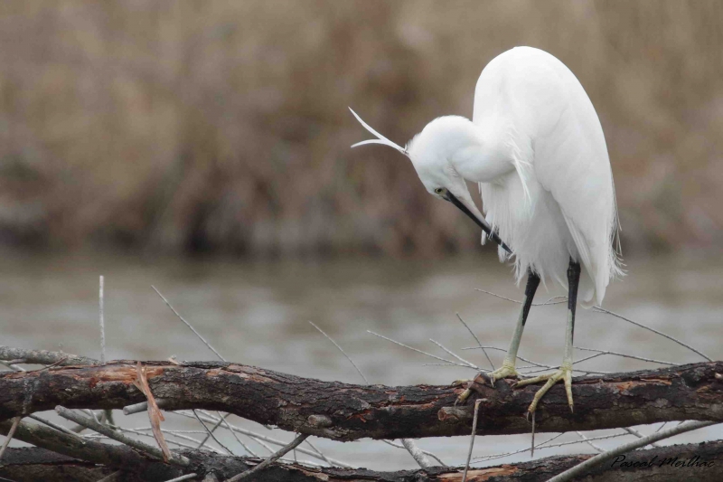 Photo Oiseaux Aigrette garzette (Egretta garzetta)