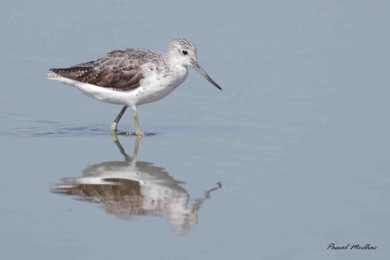 Photo Oiseaux Chevalier aboyeur