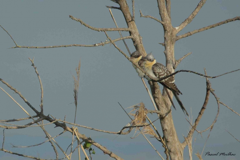 Photo Oiseaux coucou geai