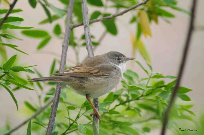 Photo Oiseaux fauvette melanocephale (f )