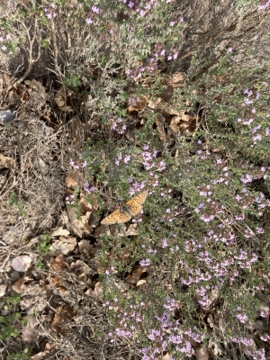 Identification Insectes et Araignées