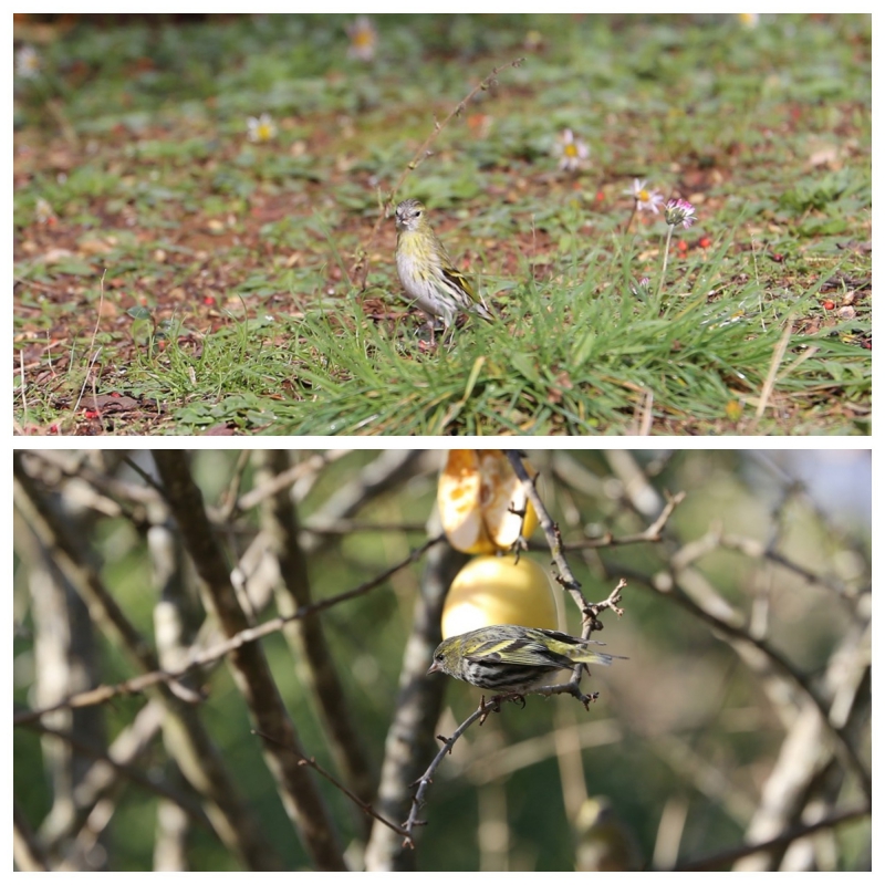 Oiseaux Ce sont bien 2 femelles tarin des aulnes