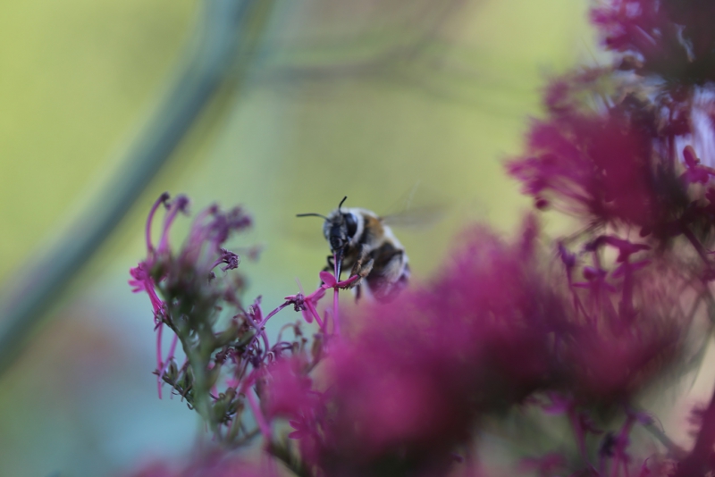 Insectes et Araignées