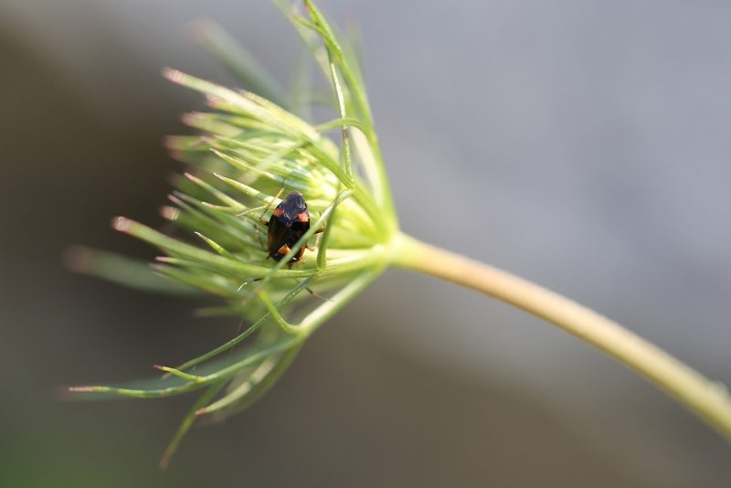 Insectes et Araignées