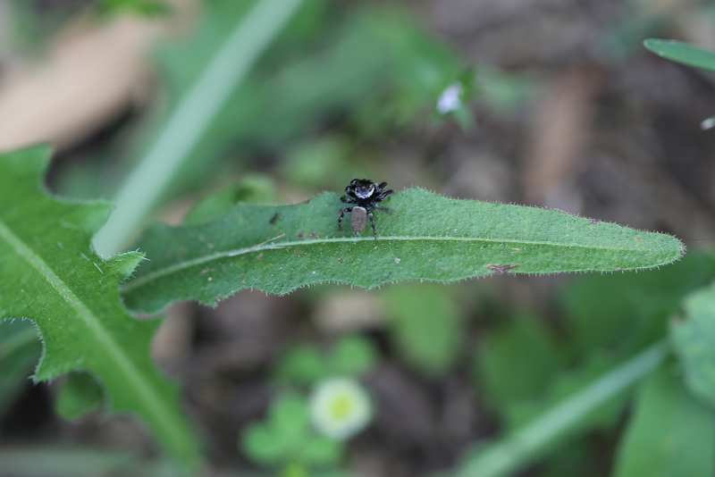Insectes et Araignées