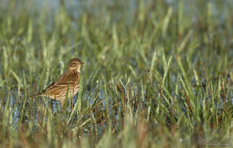 Oiseaux Pipit farlouse