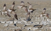 Oiseaux