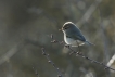 Oiseaux