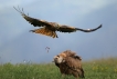 Oiseaux