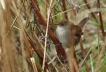 Oiseaux