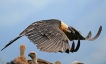 Oiseaux