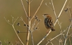 Oiseaux