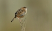 Oiseaux