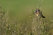 Oiseaux