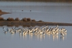 Oiseaux