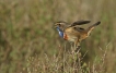 Oiseaux