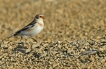 Oiseaux