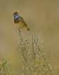 Oiseaux