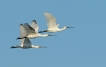 Oiseaux