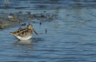 Oiseaux
