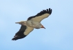 Oiseaux