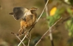 Oiseaux