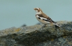 Oiseaux