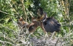 Oiseaux
